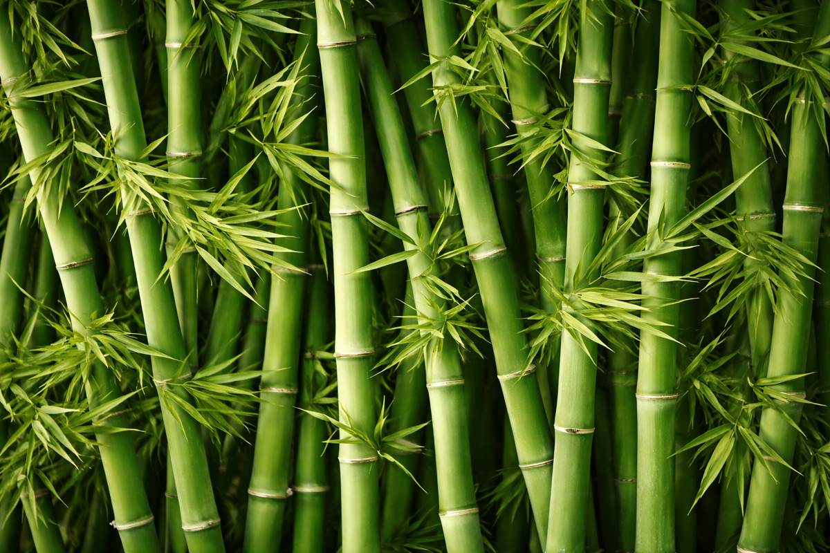 High quality bamboo used in sourcing for our bamboo bed linen